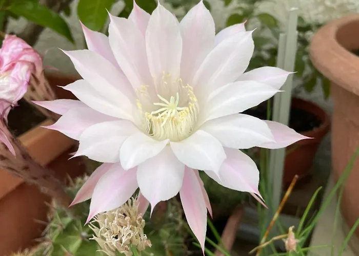 Couette-café Caramel House & Bari