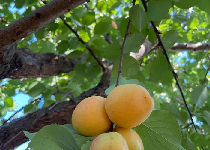 Couette-café Caramel House & 4*