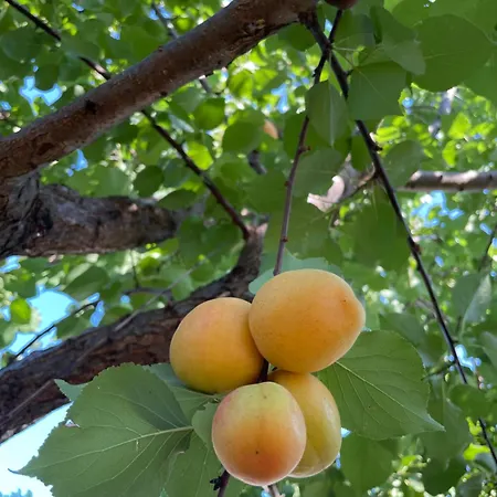 Bed and Breakfast Caramel House & 4*