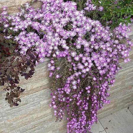 Caramel House & Bed and Breakfast